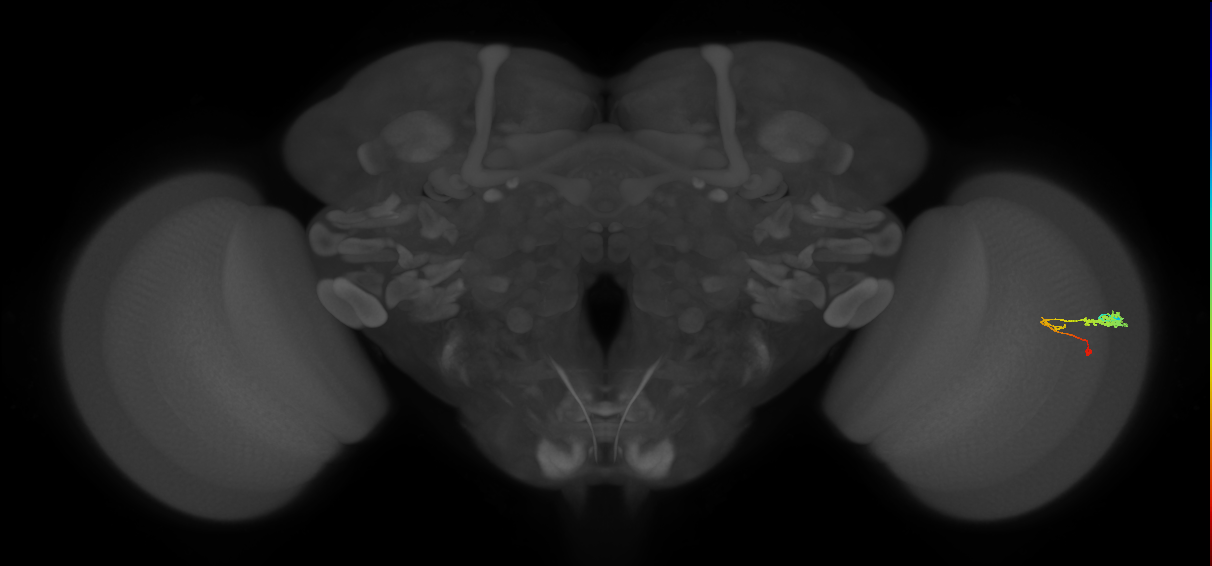 C3_R (MaleCNS:58233)