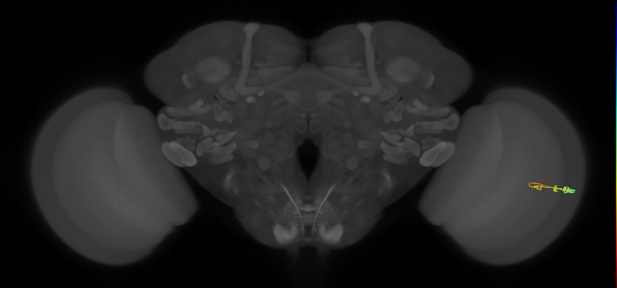 C3_R (MaleCNS:59885)