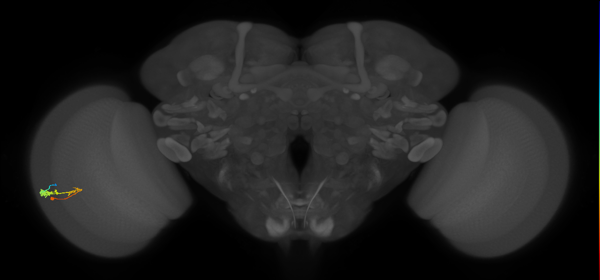 C3_L (MaleCNS:60879)