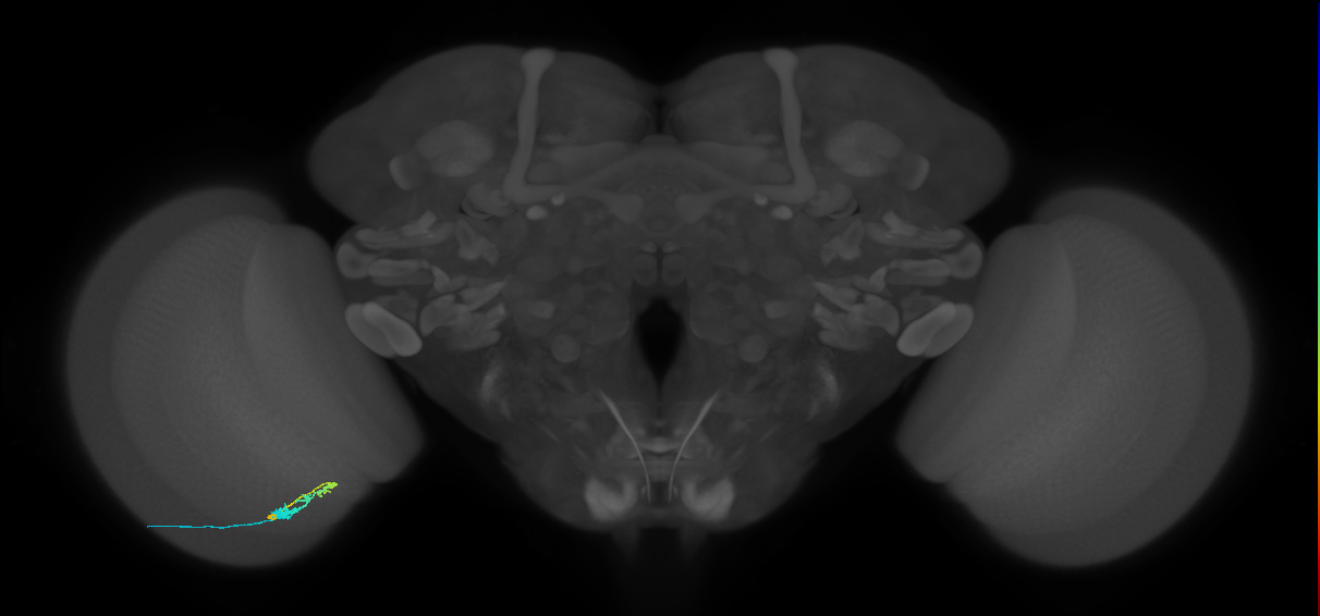 C3_L (MaleCNS:114294)