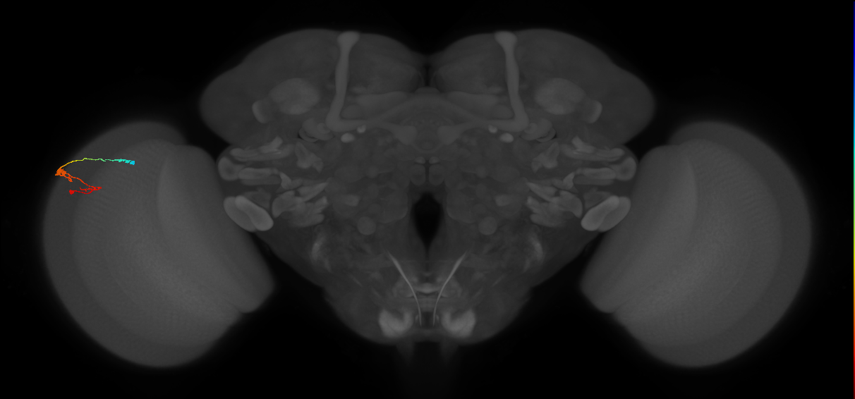 C3_L (MaleCNS:93484)