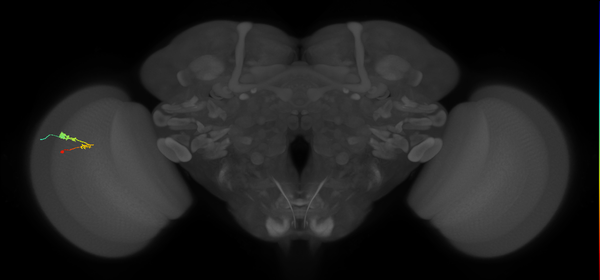 C3_L (MaleCNS:61662)