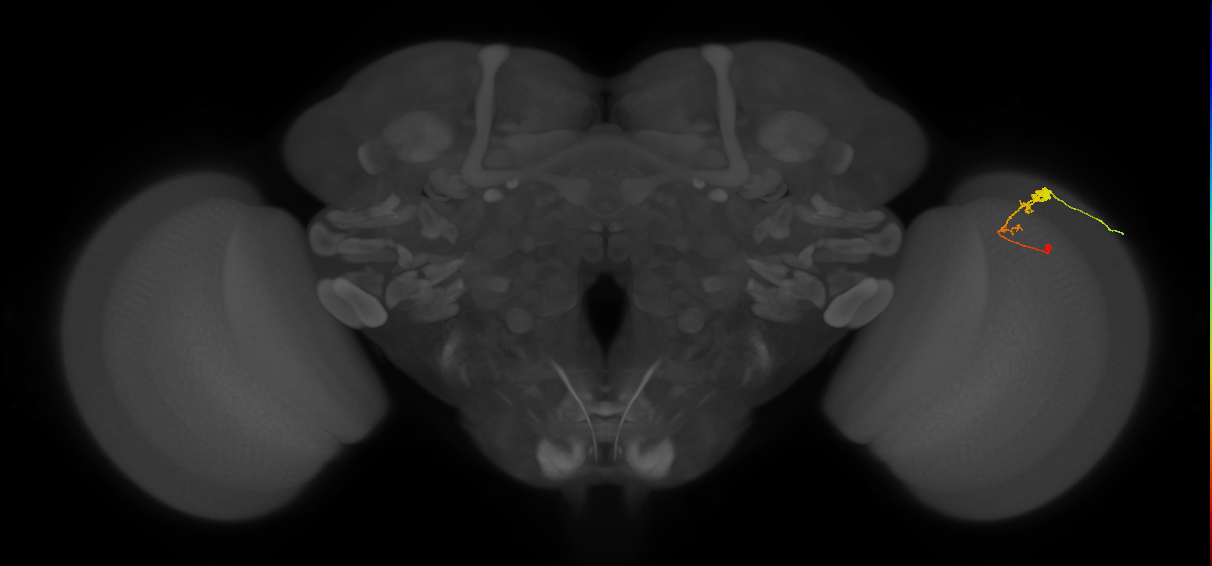 C3_R (MaleCNS:46922)
