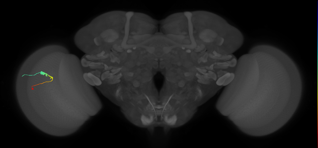 C3_L (MaleCNS:65439)
