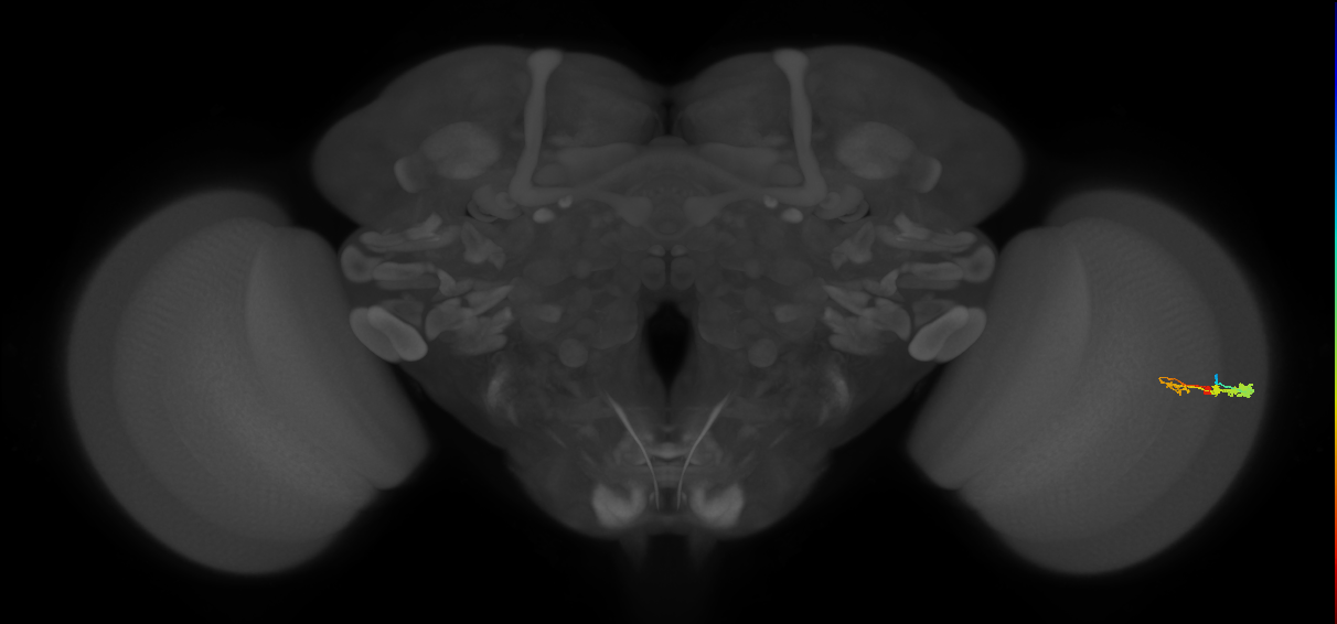 C3_R (MaleCNS:53018)