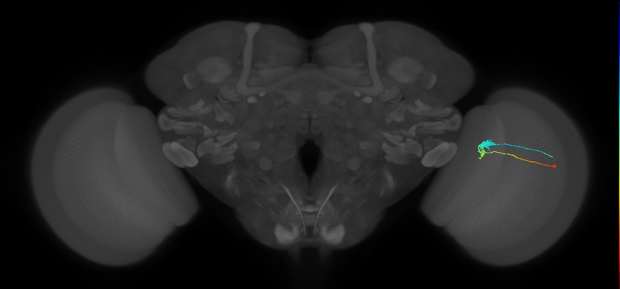 C3_R (MaleCNS:543005)