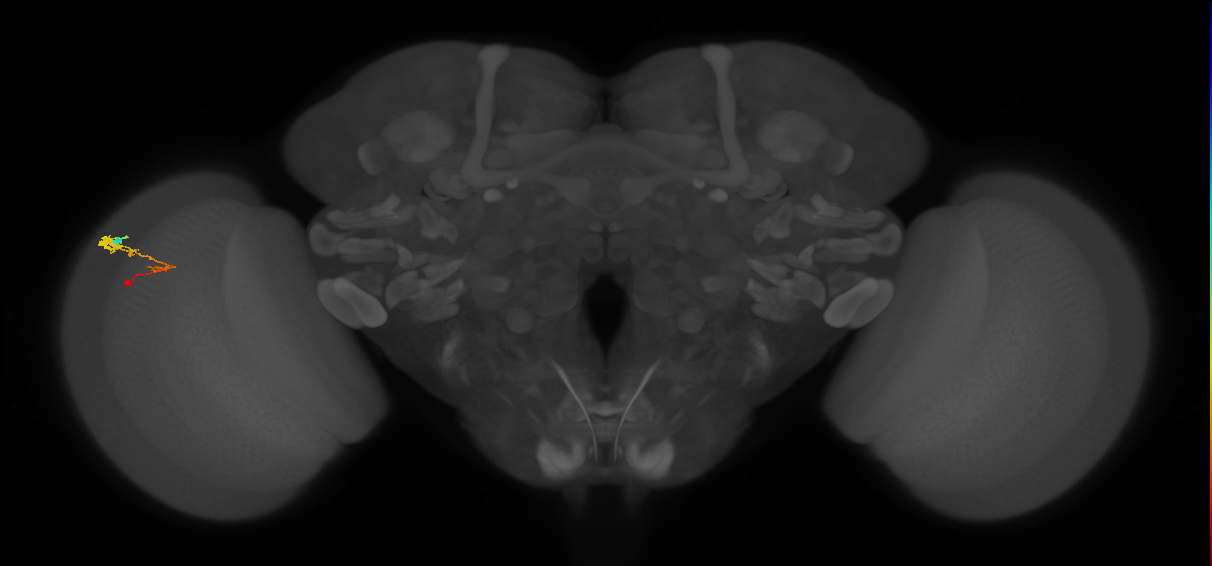 C3_L (MaleCNS:58329)