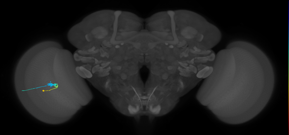 C3_L (MaleCNS:57365)