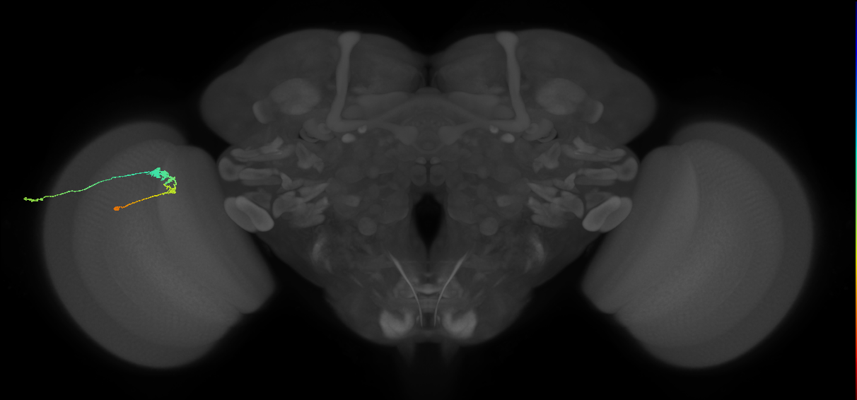 C3_L (MaleCNS:534279)