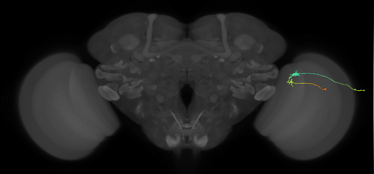 C3_R (MaleCNS:59435)