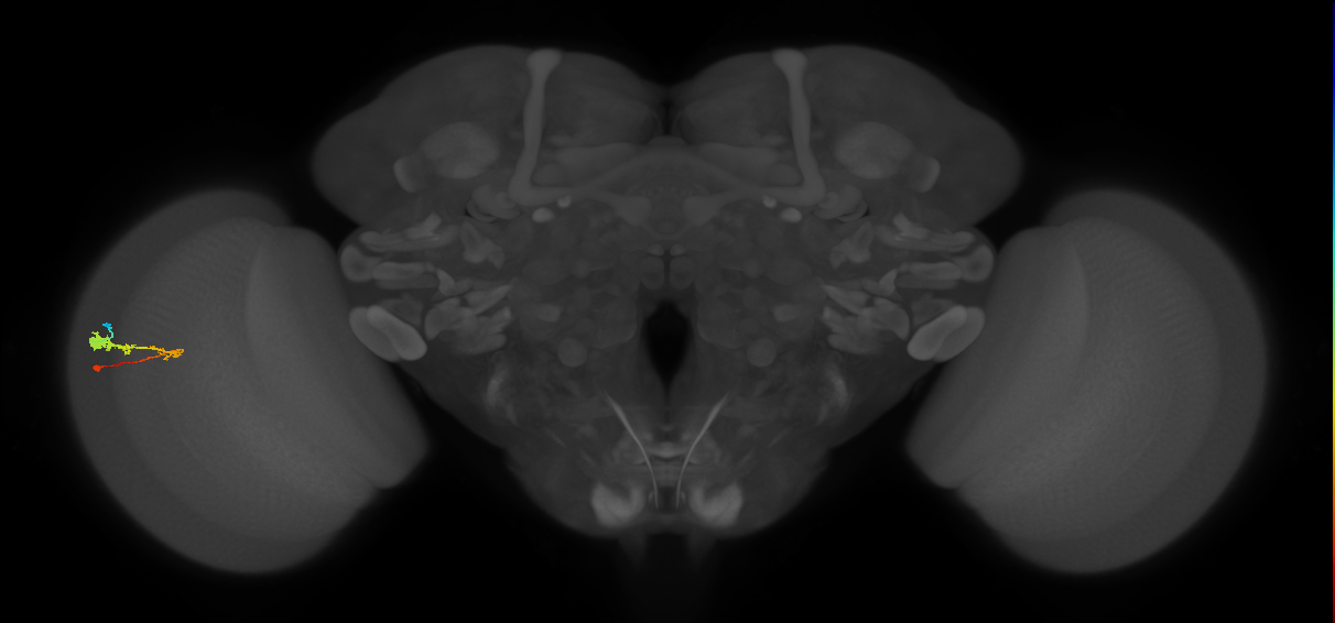 C3_L (MaleCNS:529278)