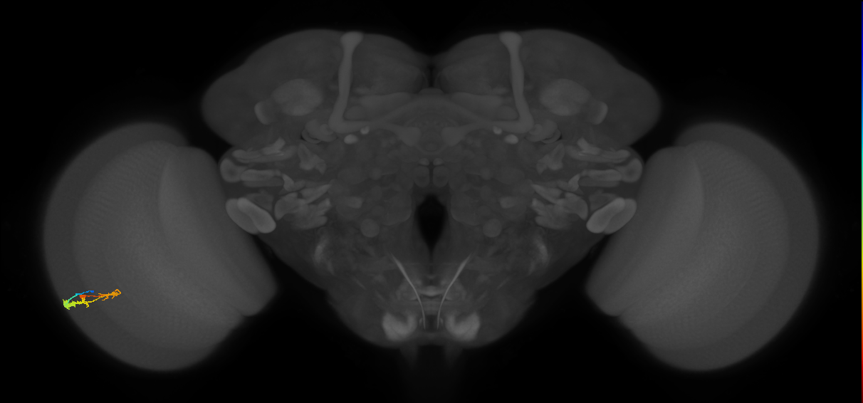 C3_L (MaleCNS:84432)