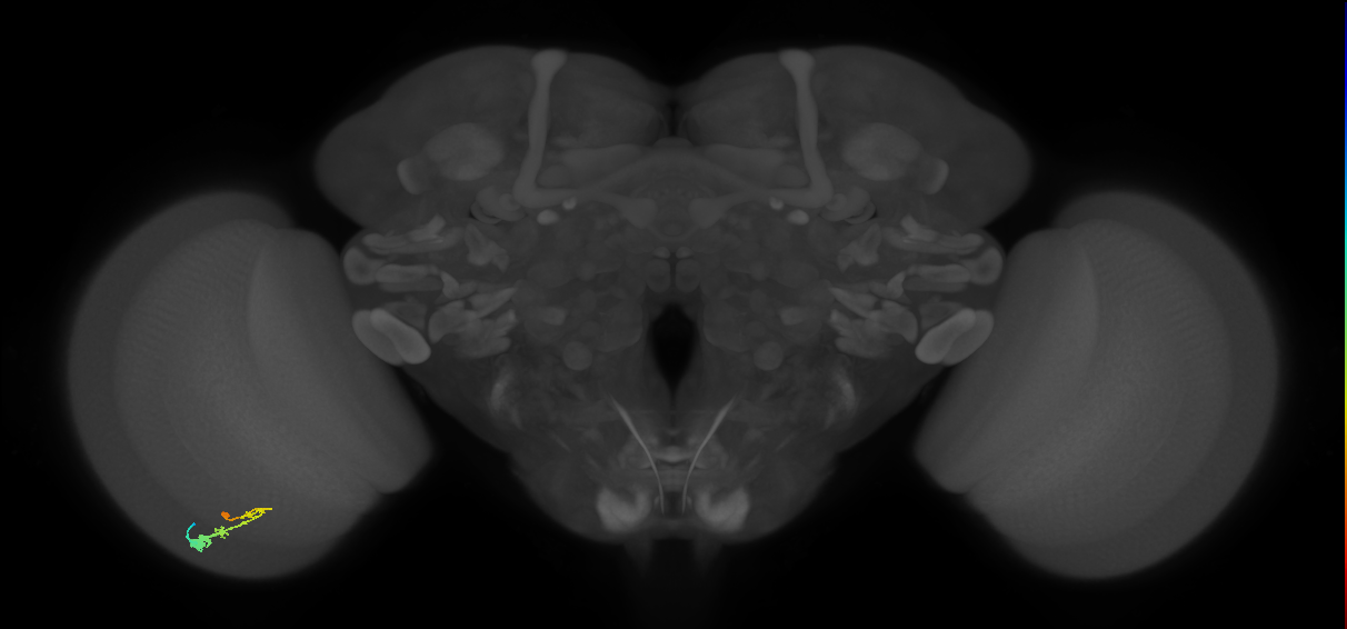C3_L (MaleCNS:64358)