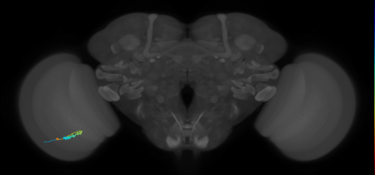 C3_L (MaleCNS:60575)