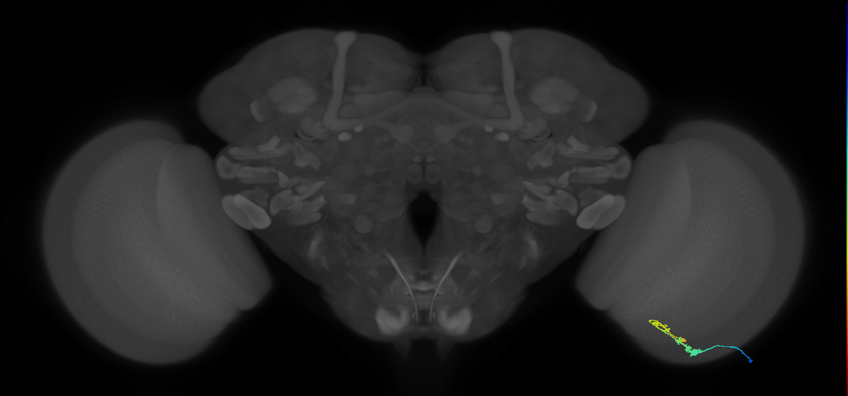 C3_R (MaleCNS:60883)