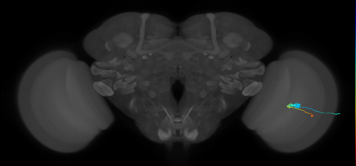 C3_R (MaleCNS:48114)