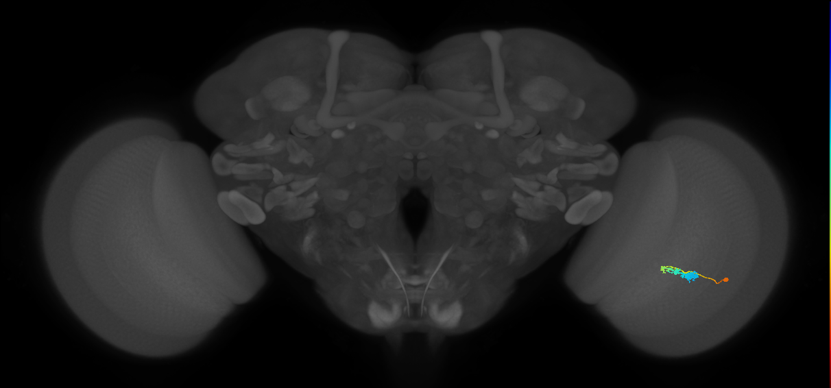 C3_R (MaleCNS:58956)