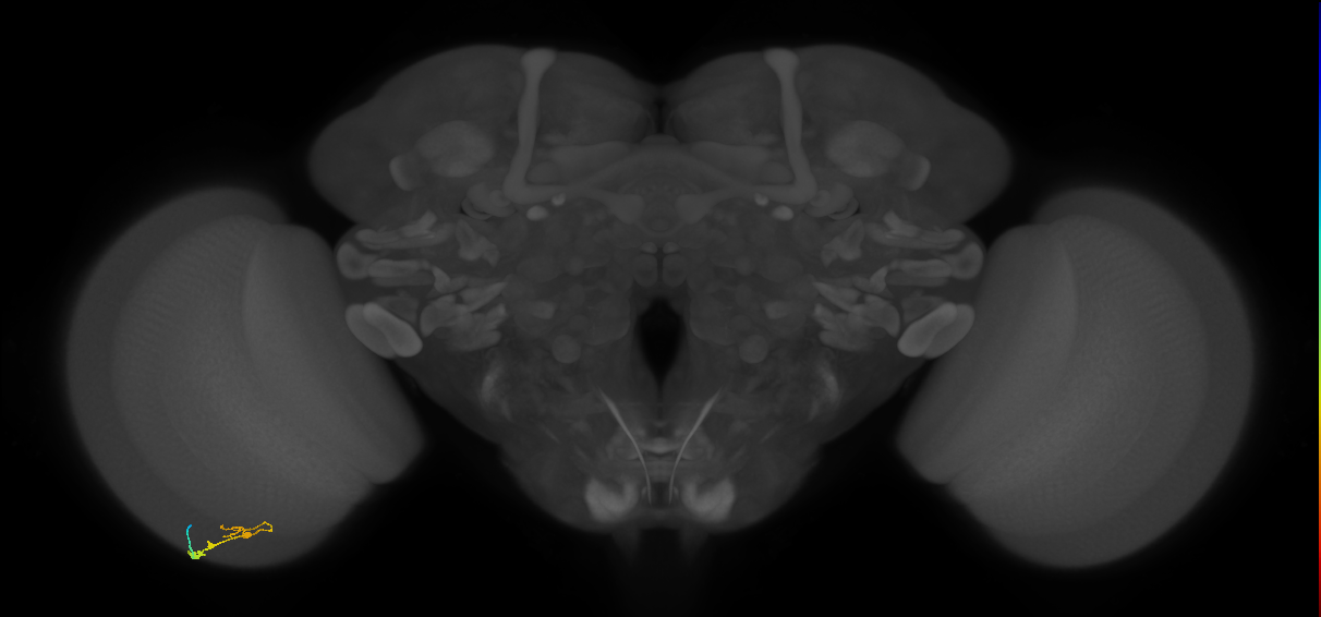 C3_L (MaleCNS:111241)