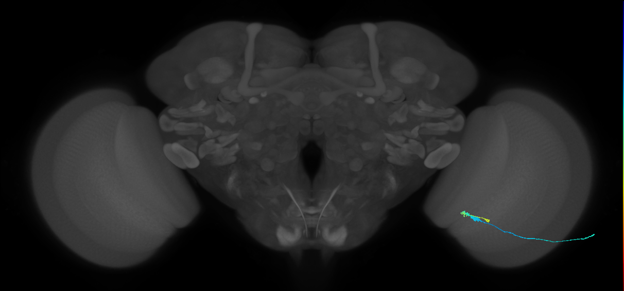 C3_R (MaleCNS:83080)