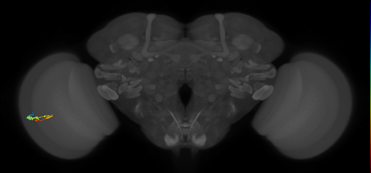 C3_L (MaleCNS:32070)
