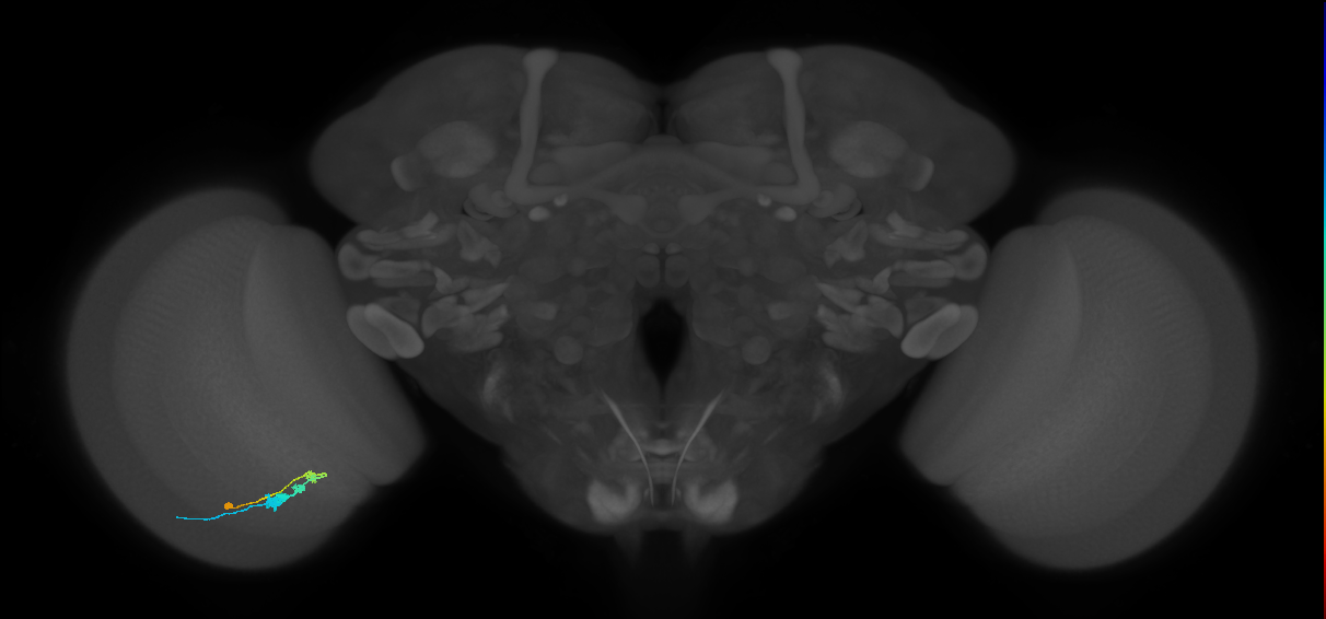 C3_L (MaleCNS:119839)