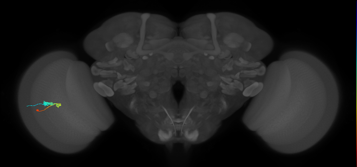 C3_L (MaleCNS:536898)