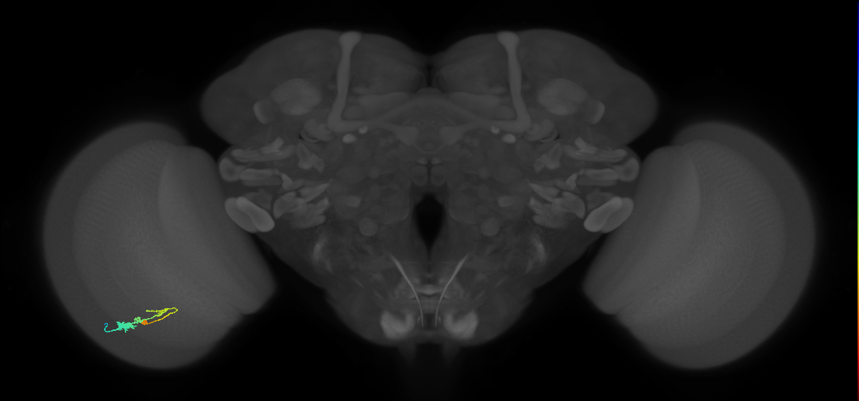 C3_L (MaleCNS:60119)