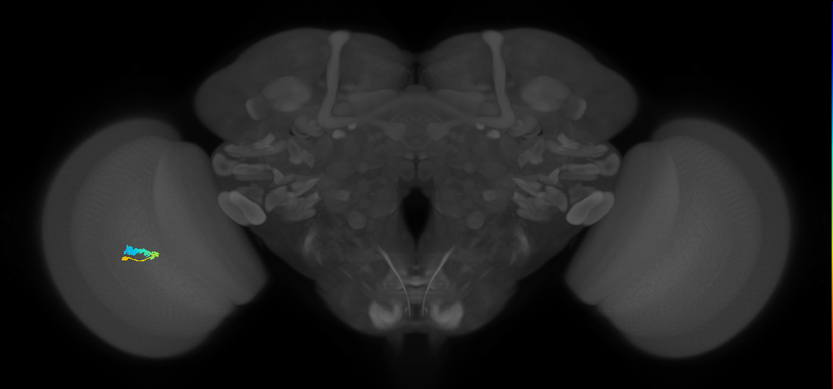 C3_L (MaleCNS:525519)