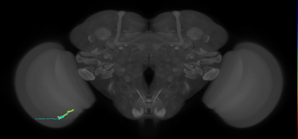 C3_L (MaleCNS:24392)