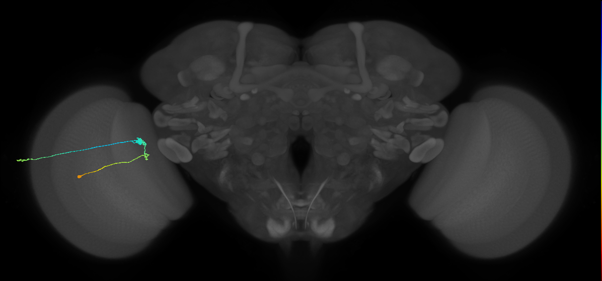 C3_L (MaleCNS:550464)