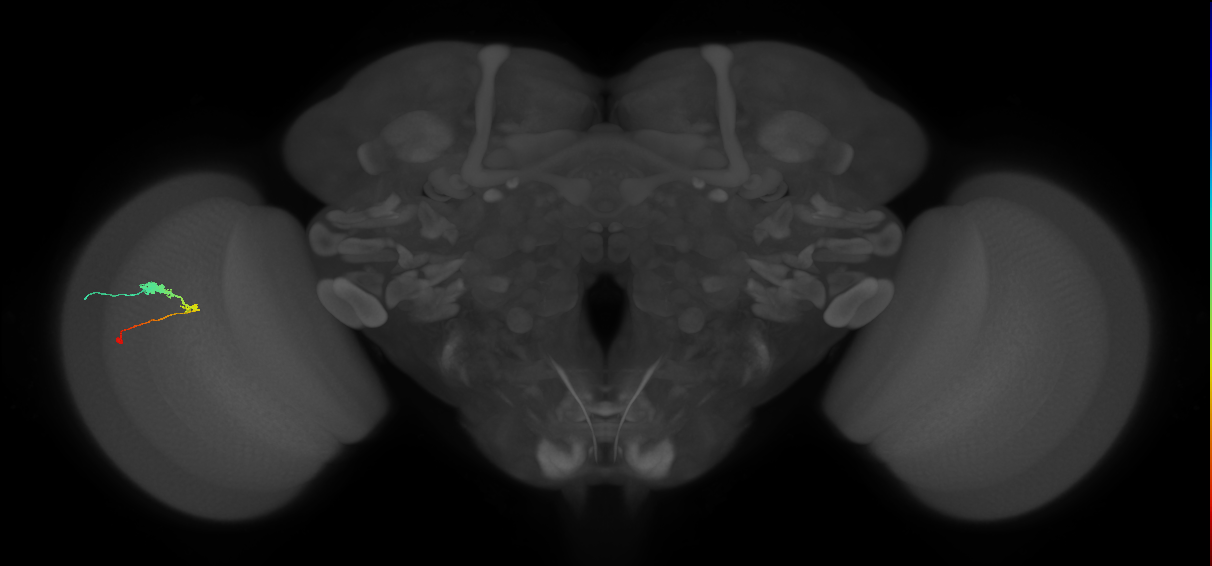 C3_L (MaleCNS:57095)