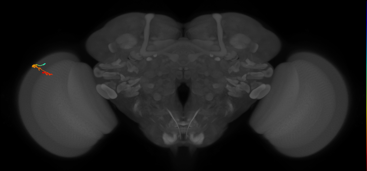 C3_L (MaleCNS:60669)