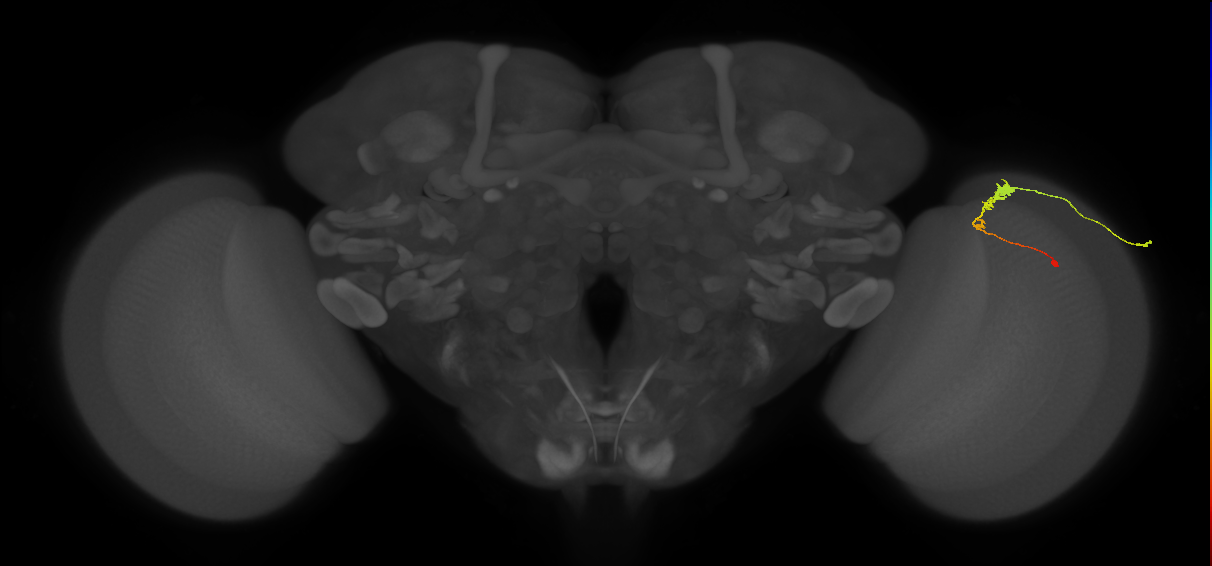 C3_R (MaleCNS:55632)