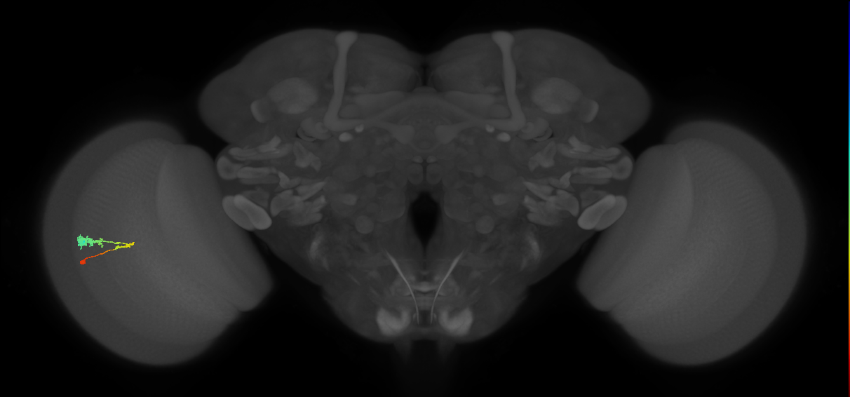 C3_L (MaleCNS:52772)