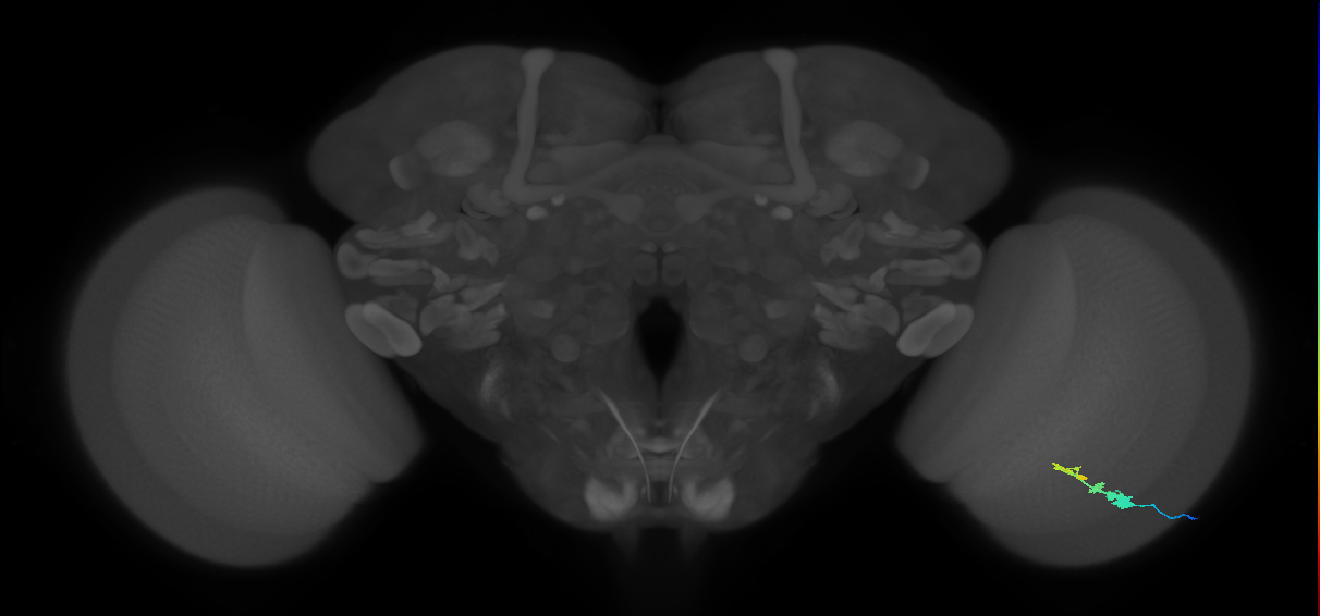 C3_R (MaleCNS:55520)