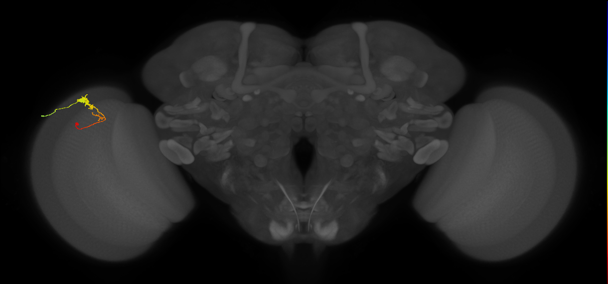 C3_L (MaleCNS:66839)