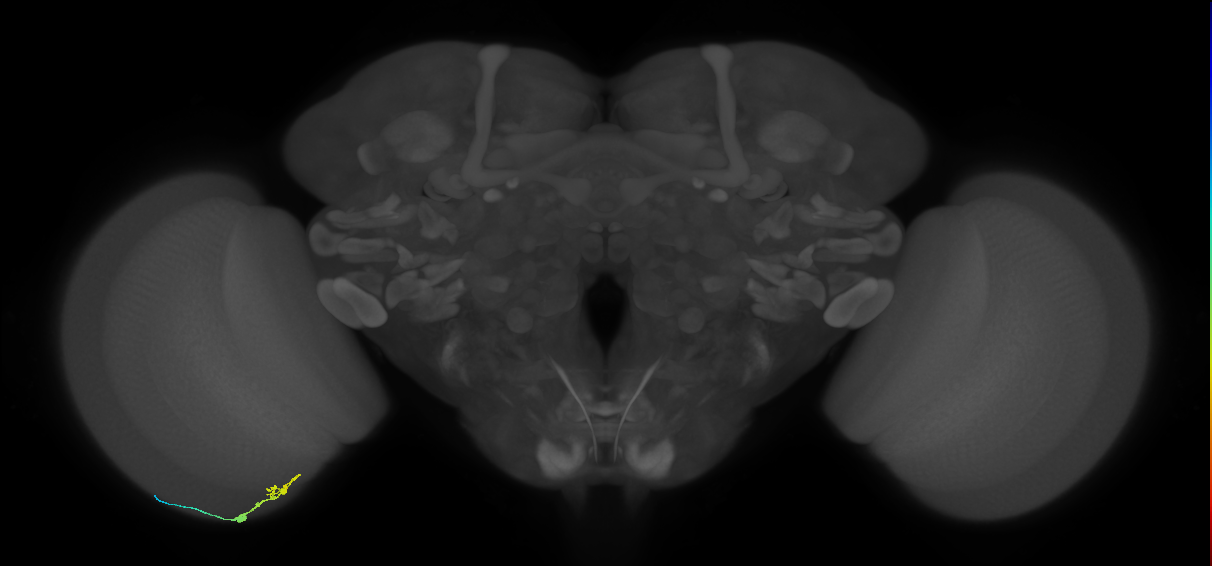 C3_L (MaleCNS:104896)