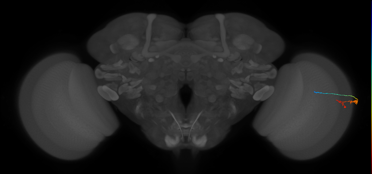 C3_R (MaleCNS:96966)