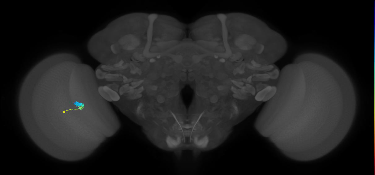 C3_L (MaleCNS:530018)
