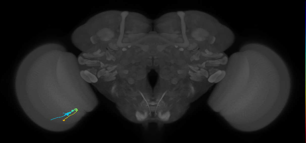 C3_L (MaleCNS:70326)