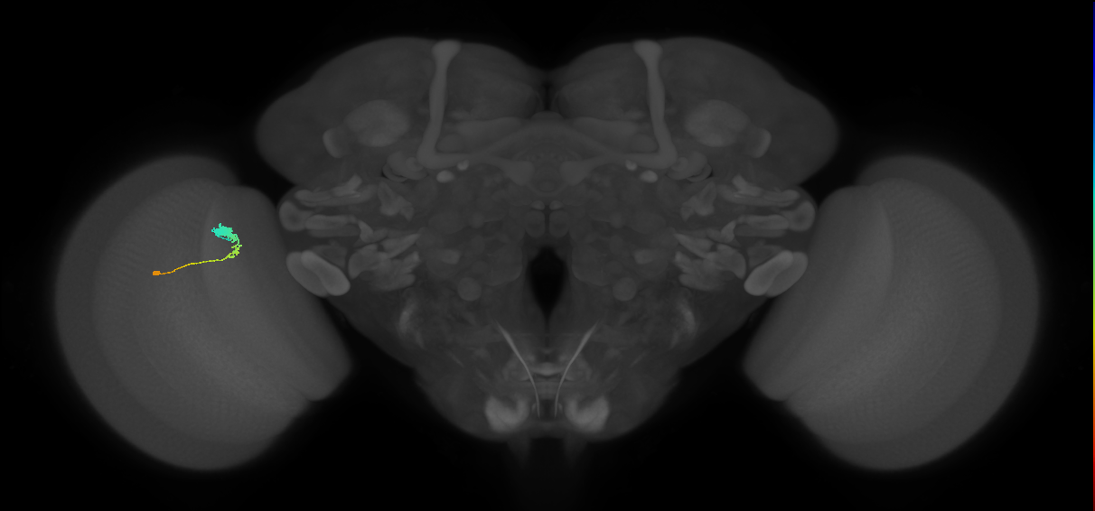 C3_L (MaleCNS:74314)