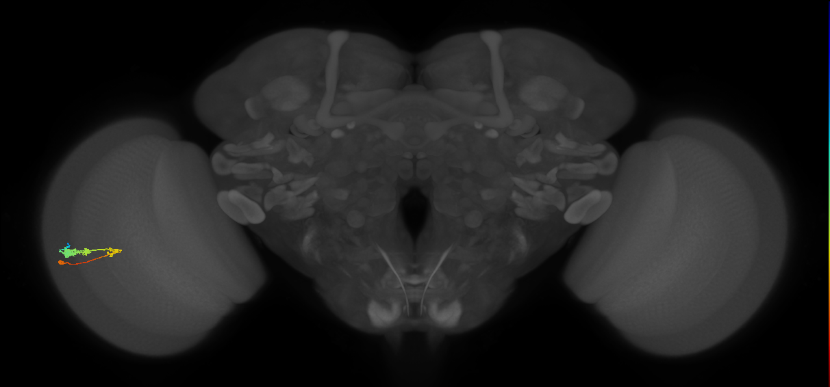 C3_L (MaleCNS:80953)