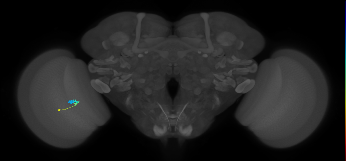 C3_L (MaleCNS:64126)