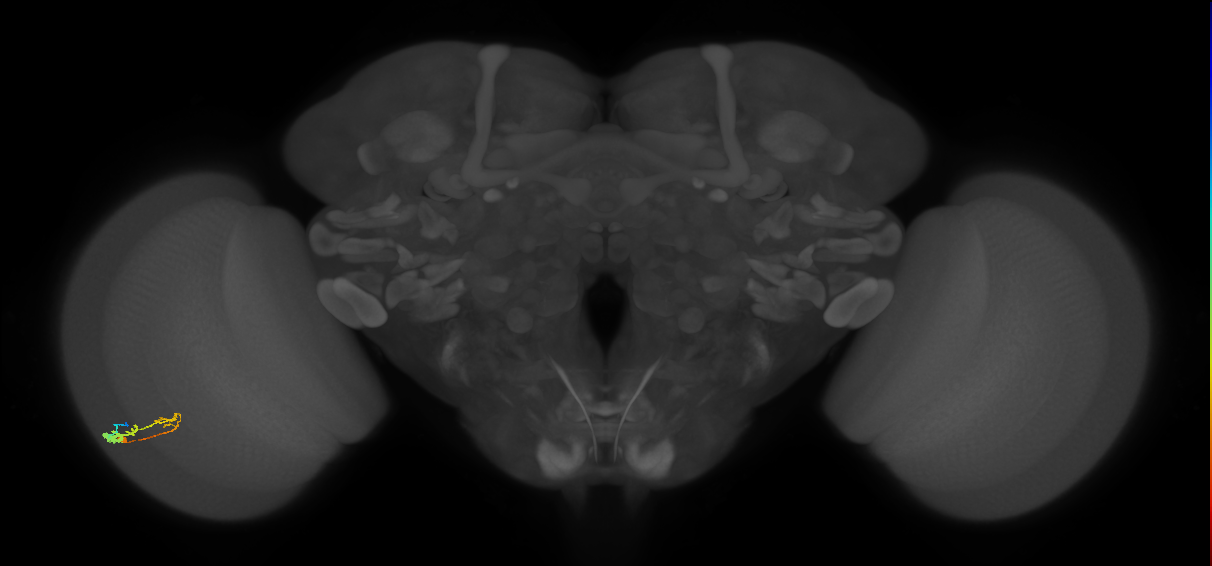 C3_L (MaleCNS:96978)