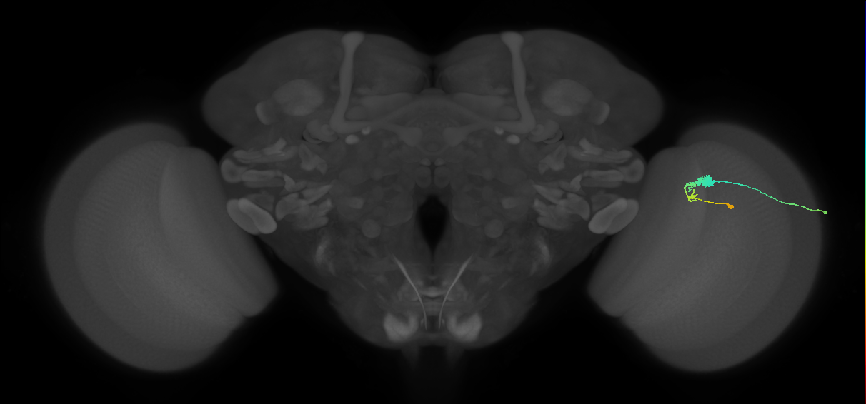 C3_R (MaleCNS:59172)