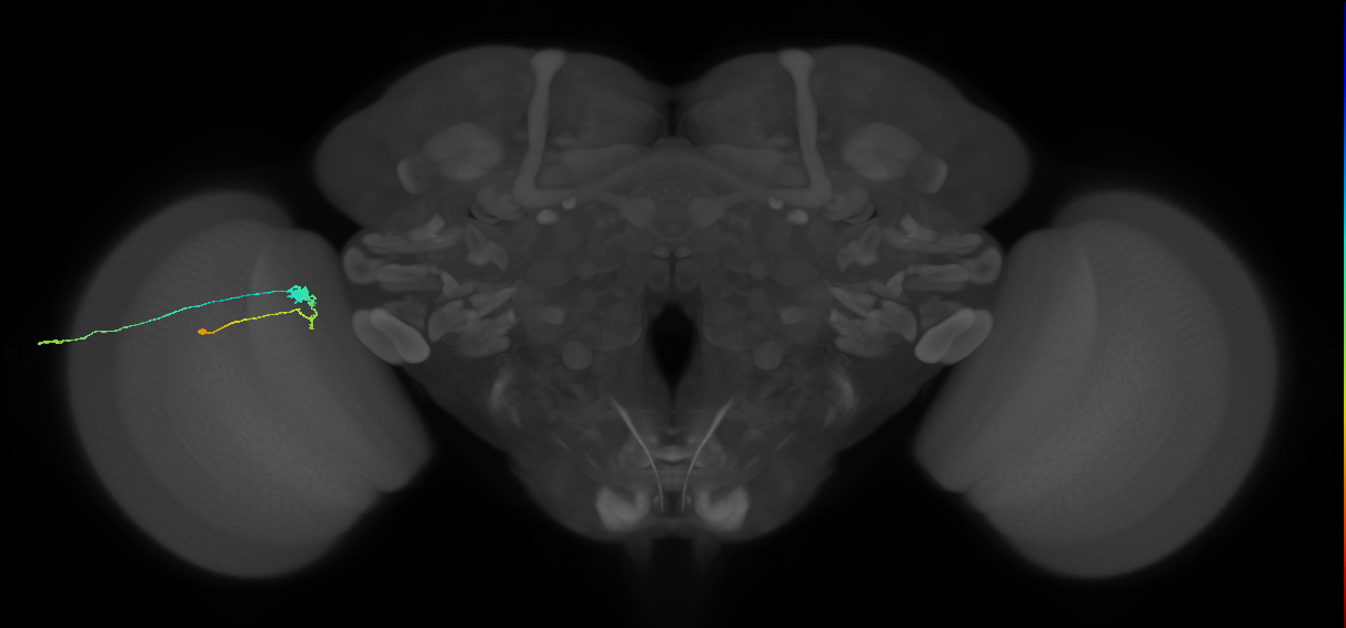 C3_L (MaleCNS:120296)