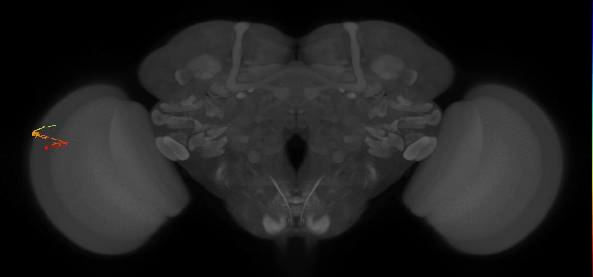 C3_L (MaleCNS:72628)
