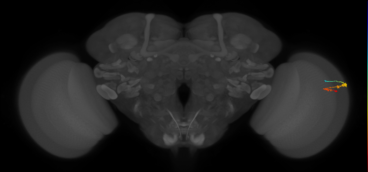 C3_R (MaleCNS:59126)