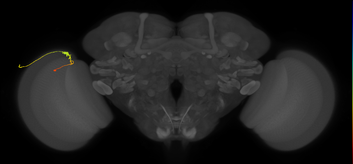C3_L (MaleCNS:75294)