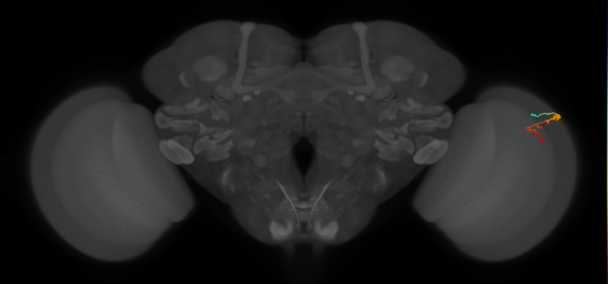 C3_R (MaleCNS:71455)